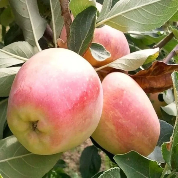 Red Anna Variety Low Chill Tropical Apple Seb Grafted Fruit Live Plant (1.5-3 Feet Height) - Image 4