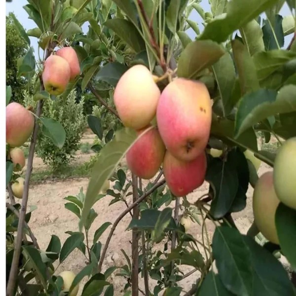Red Anna Variety Low Chill Tropical Apple Seb Grafted Fruit Live Plant (1.5-3 Feet Height) - Image 5