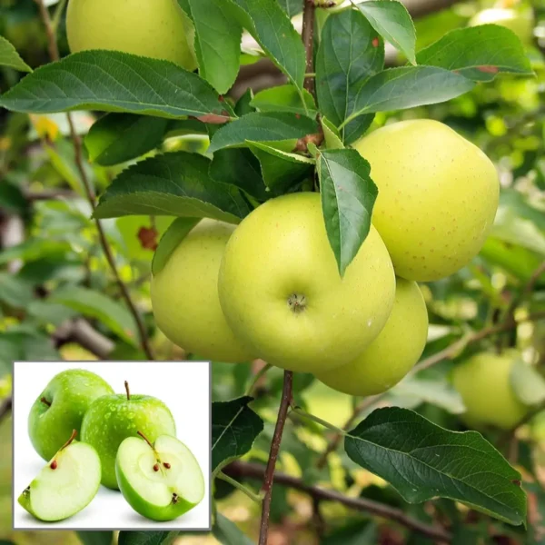 Granny Smith Apple Seb Grafted Fruit Live Plant (1.5Z Feet Height)
