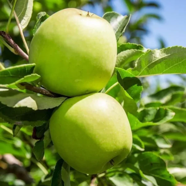 Granny Smith Apple Seb Grafted Fruit Live Plant (1.5Z Feet Height) - Image 3