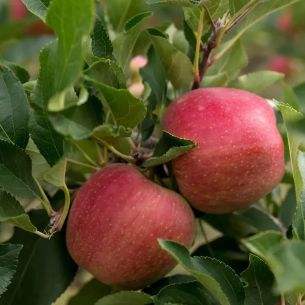 Red Gala Apple Seb Grafted Fruit Live Plant (1.5-3 Feet Height) - Image 3
