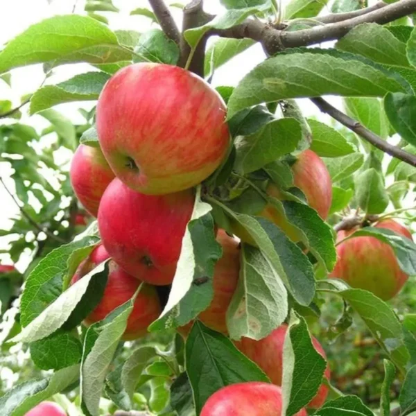 Red Gala Apple Seb Grafted Fruit Live Plant (1.5-3 Feet Height) - Image 4
