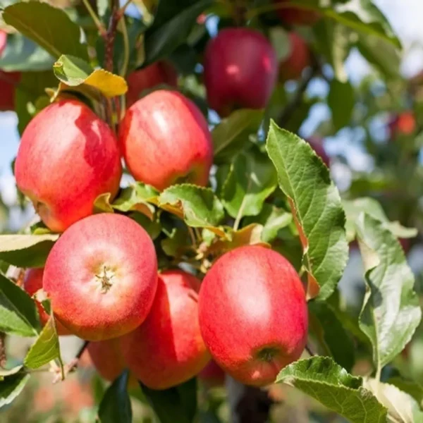 Red Gala Apple Seb Grafted Fruit Live Plant (1.5-3 Feet Height) - Image 2