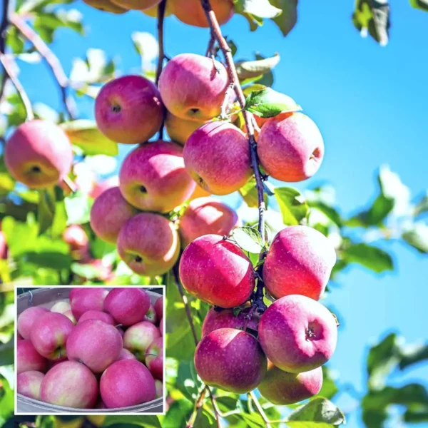 Pink Lady Apple Seb Grafted Fruit Live Plant