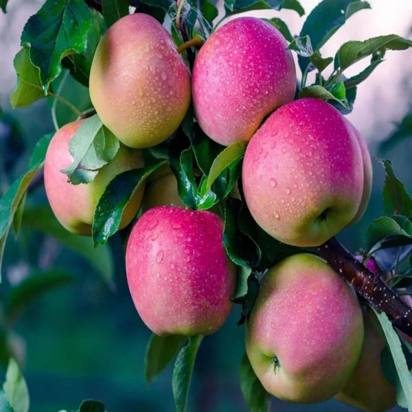Pink Lady Apple Seb Grafted Fruit Live Plant - Image 3