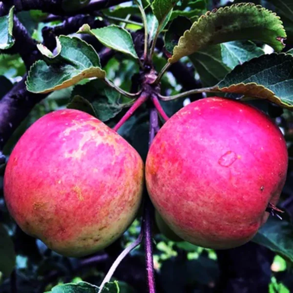 Pink Lady Apple Seb Grafted Fruit Live Plant - Image 4