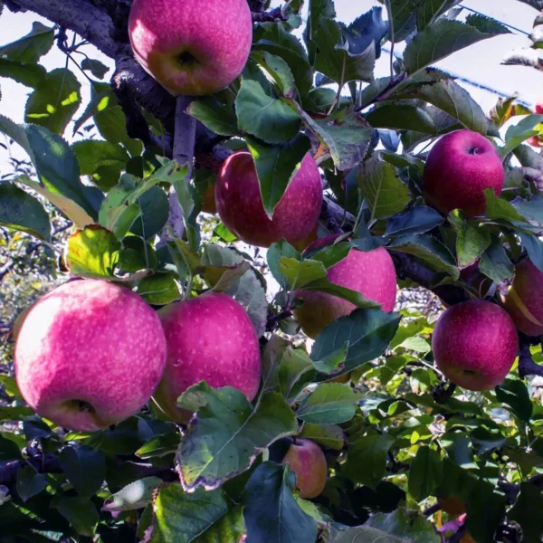 Pink Lady Apple Seb Grafted Fruit Live Plant - Image 2