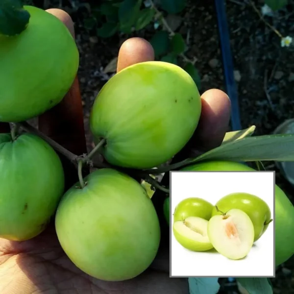 B U Apple Ber Jujube Kul Grafted Fruit Live Plant
