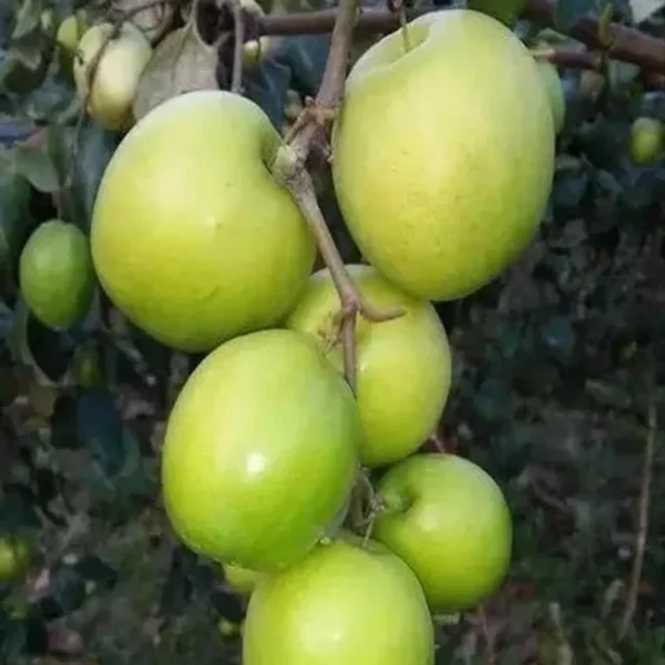 B U Apple Ber Jujube Kul Grafted Fruit Live Plant - Image 5