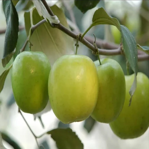 B U Apple Ber Jujube Kul Grafted Fruit Live Plant - Image 2