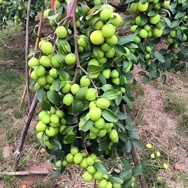 B U Apple Ber Jujube Kul Grafted Fruit Live Plant - Image 3