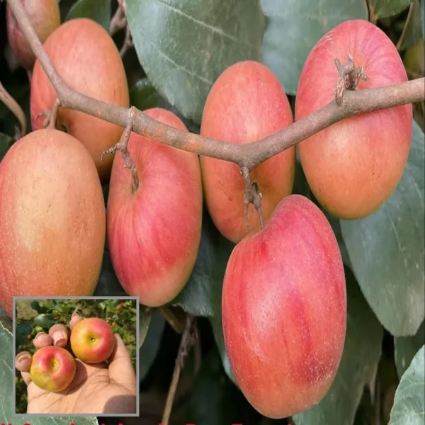 Ball Sundari Apple Ber