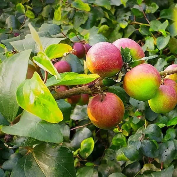 Ball Sundari Apple Ber - Image 4