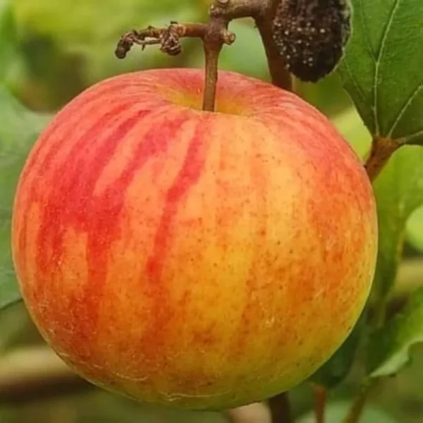 Ball Sundari Apple Ber - Image 5