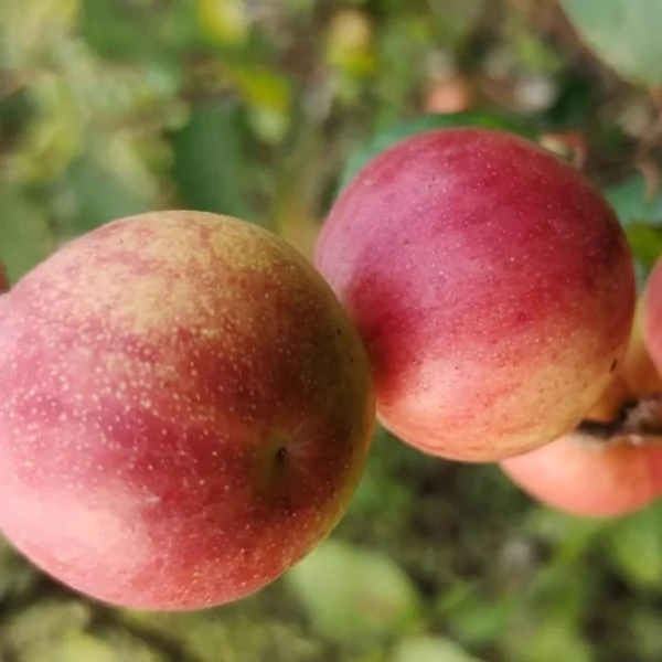 Ball Sundari Apple Ber - Image 2