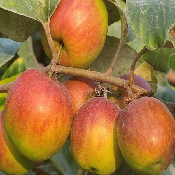 Ball Sundari Apple Ber - Image 3