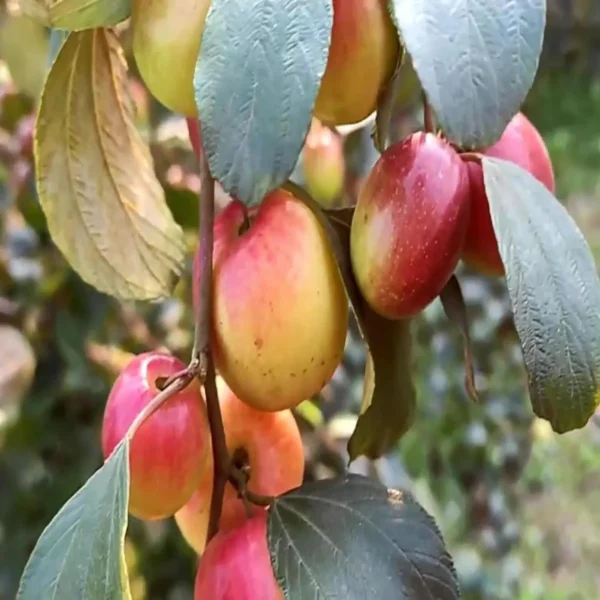 Miss India Apple Ber Jujube Kul Grafted Fruit Live Plant - Image 3