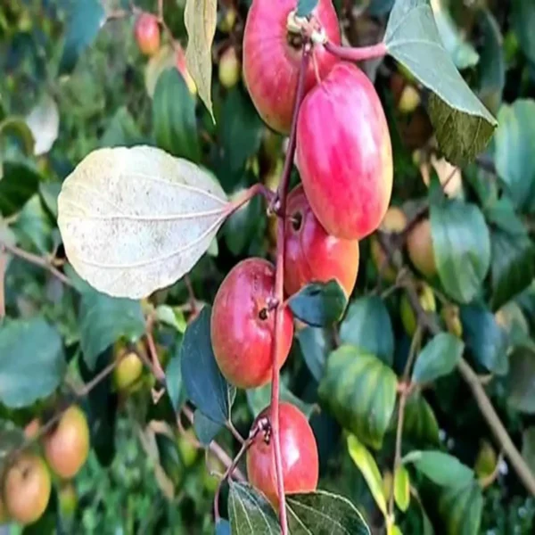 Apple Ber Fruit Organic Fruit Plant In India (Grafted) Organic Fruit Plant - Image 3