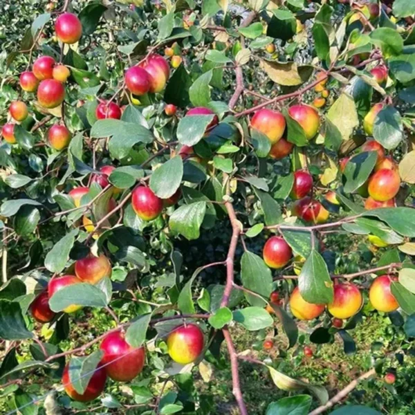 Apple Ber Fruit Organic Fruit Plant In India (Grafted) Organic Fruit Plant - Image 2