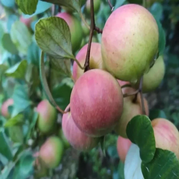 Thai Seedless Apple Ber Organic Fruit Plant Grafted - Image 3