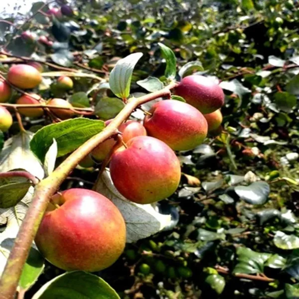 Thai Seedless Apple Ber Organic Fruit Plant Grafted - Image 4