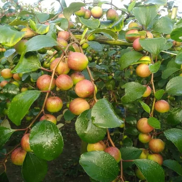 Thai Seedless Apple Ber Organic Fruit Plant Grafted - Image 2