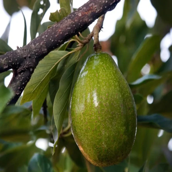 Seedling Avocado Butter Fruit Live Plant - Image 2