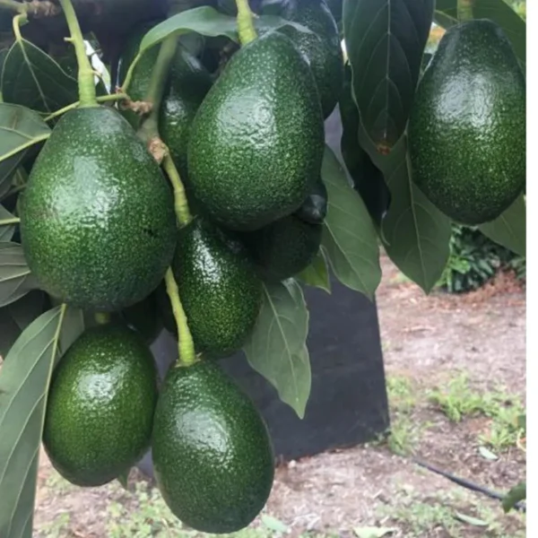 Seedling Avocado Butter Fruit Live Plant - Image 3