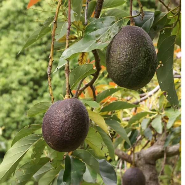 Lamb Hass Avocado Butter Fruit Grafted Live Plant - Image 2