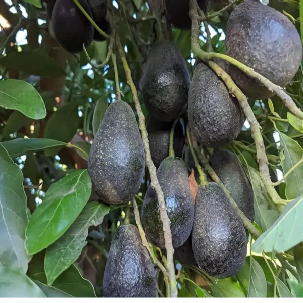 Lamb Hass Avocado Butter Fruit Grafted Live Plant - Image 4