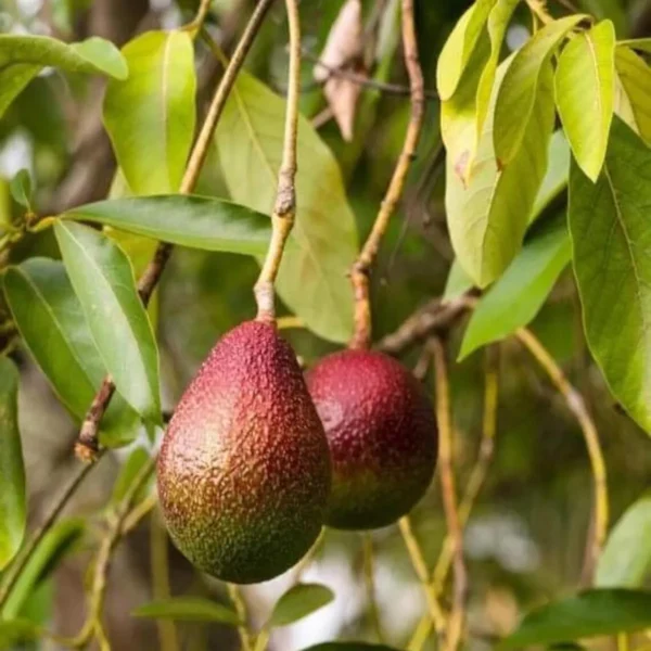 Miami Red Avocado Butter Fruit Grafted Live Plant - Image 3