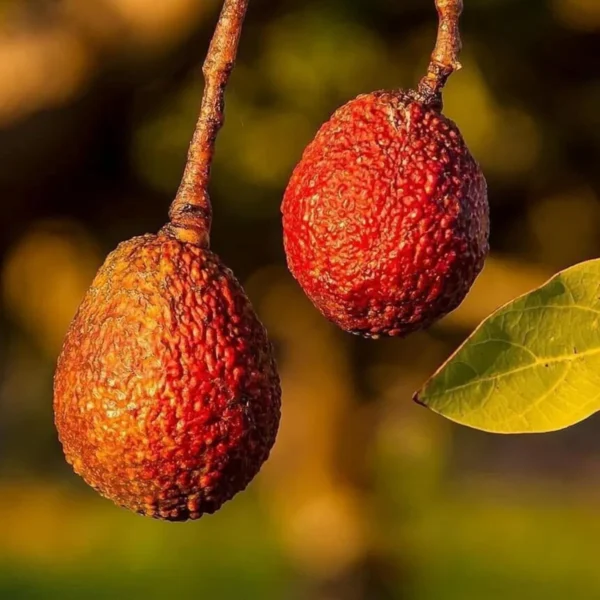 Miami Red Avocado Butter Fruit Grafted Live Plant - Image 4