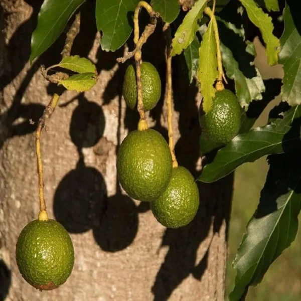 Monroe Round Avocado Butter Fruit Grafted Live Plant - Image 2