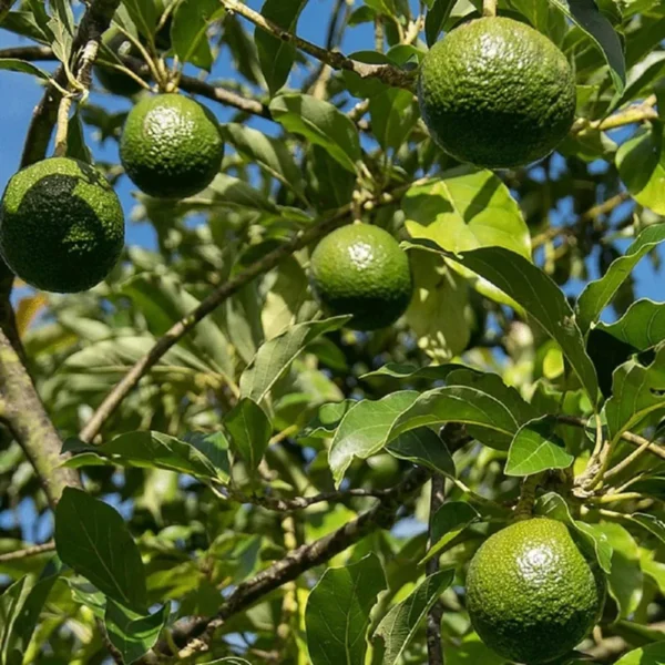 Monroe Round Avocado Butter Fruit Grafted Live Plant - Image 3