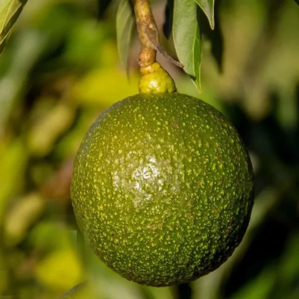 Monroe Round Avocado Butter Fruit Grafted Live Plant - Image 4