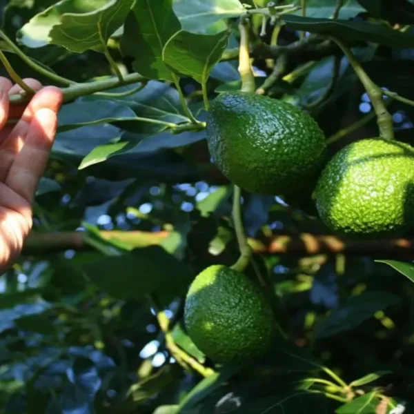 Monroe Round Avocado Butter Fruit Grafted Live Plant - Image 5