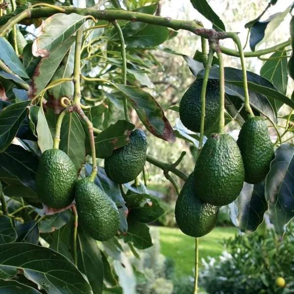 Hass Avocado Butter Fruit Grafted Live Plant - Image 4