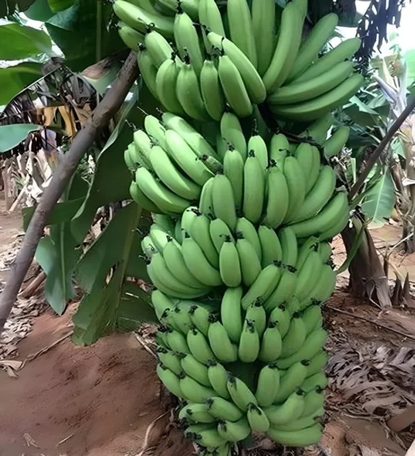 Grand Naine G9 Banana Tissue Caltured Fruit Live Plant - Image 2