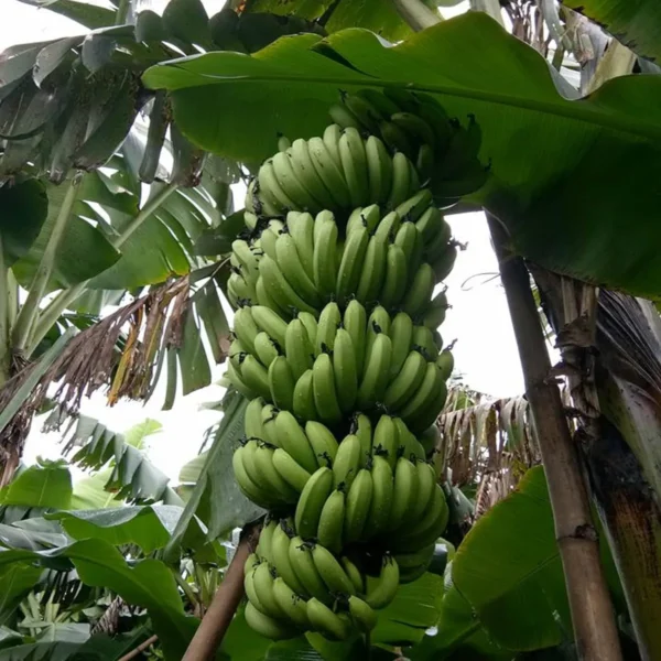 Grand Naine G9 Banana Tissue Caltured Fruit Live Plant - Image 3