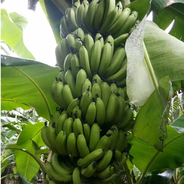 Grand Naine G9 Banana Tissue Caltured Fruit Live Plant - Image 4