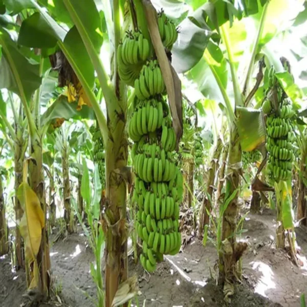 Grand Naine G9 Banana Tissue Caltured Fruit Live Plant - Image 5