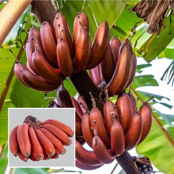 Red Banana Tissue Caltured Fruit Live Plant