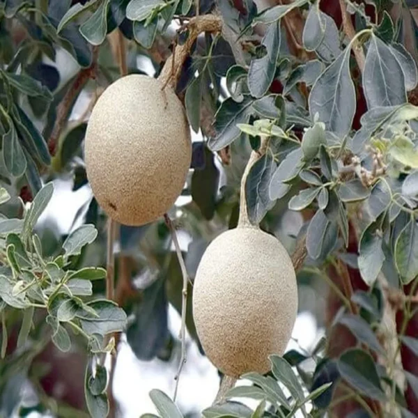 Thai Wood Apple Kot Bel Grafted Fruit Live Plant - Image 3