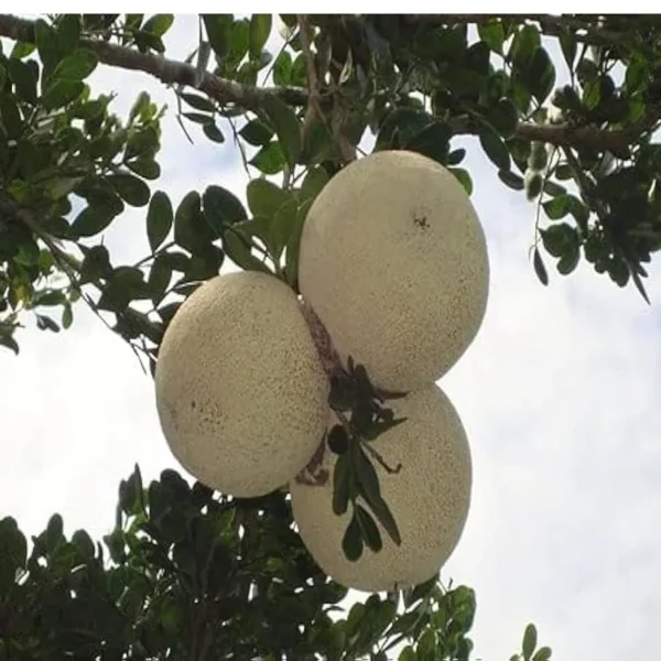 Thai Wood Apple Kot Bel Grafted Fruit Live Plant - Image 5