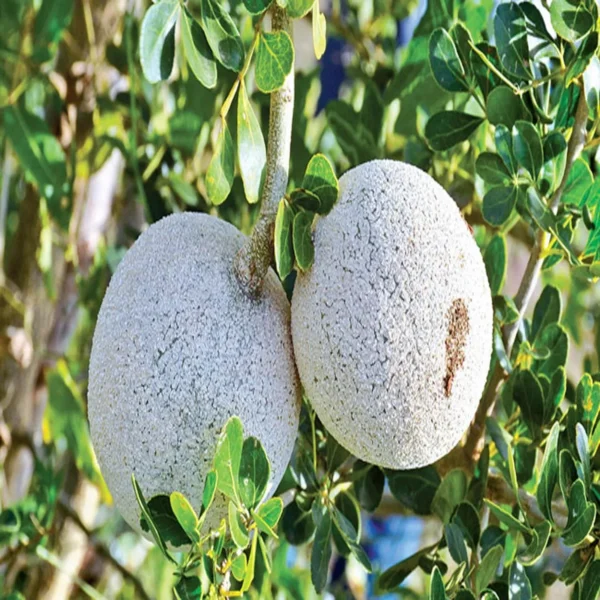 Thai Wood Apple Kot Bel Grafted Fruit Live Plant - Image 4