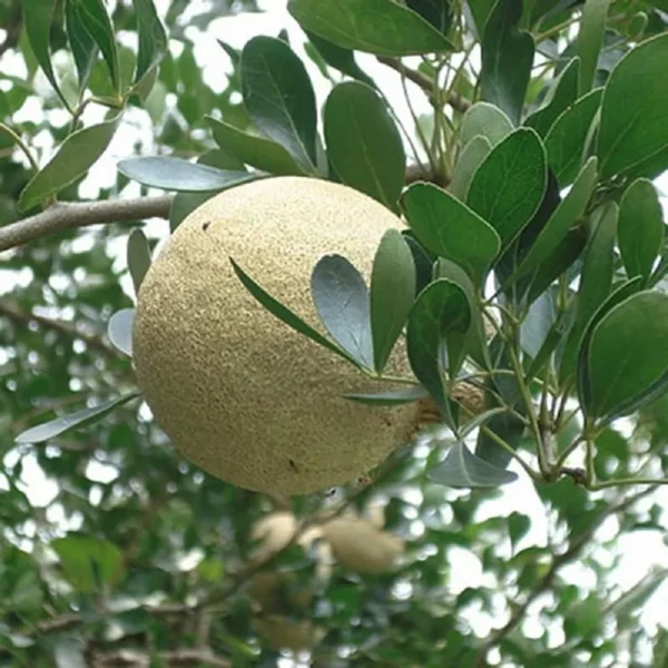 Thai Wood Apple Kot Bel Grafted Fruit Live Plant - Image 2