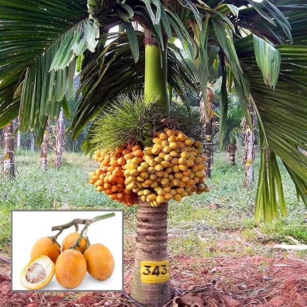 Inter Mangala Arecanut Betel Nut Supari Hybrid Dwarf Fruit Live Plant (1.5-3 Feet Height)