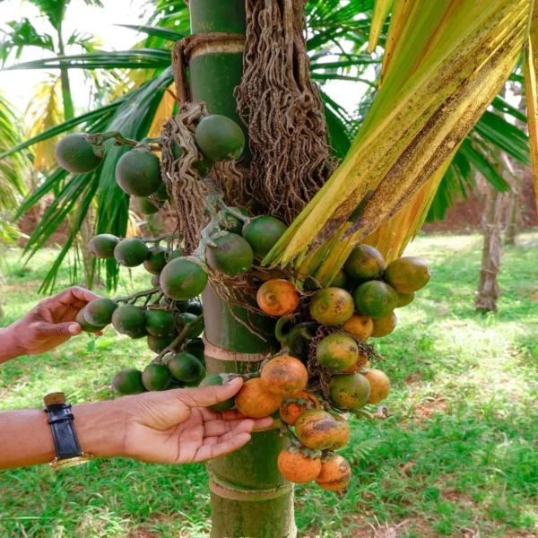 Inter Mangala Arecanut Betel Nut Supari Hybrid Dwarf Fruit Live Plant (1.5-3 Feet Height) - Image 2