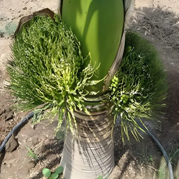 Inter Mangala Arecanut Betel Nut Supari Hybrid Dwarf Fruit Live Plant (1.5-3 Feet Height) - Image 3