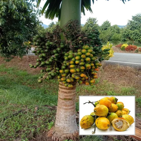 Vtlah -2 Vittal Hybrid-2 Arecanut Betel Nut Supari Hybrid Dwarf Fruit Live Plant (1.5-3 Feet Height)